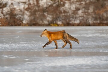 Beautiful red fox walking gracefully across a frozen winter lake