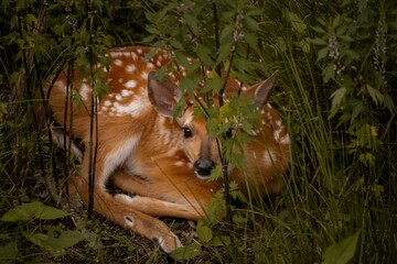 Closeup of a deer resting in a lush, green meadow surrounded by trees