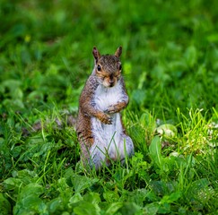 Closeup of a cute squirrel in a lush green on a sunny day