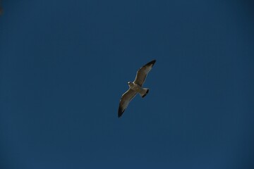 Obraz premium a bird flying through a blue sky with wings spread out