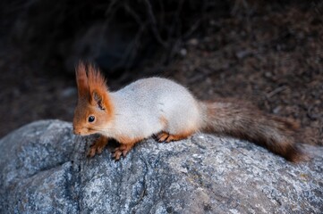 Eichhörnchen 