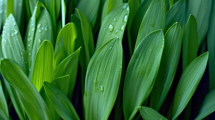 Obraz premium A close up of green grass with a few brown spots