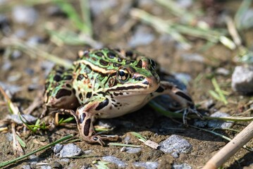 Closeup of a green frog sitting in a dirt patch