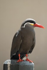 Close-up shot of Inca tern bird perched atop a rock pole on a blurred background - obrazy, fototapety, plakaty
