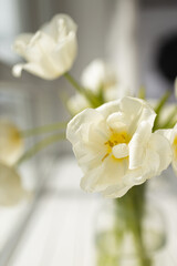Close-up of white tulips in a vase. Bloom of spring flowers. Petals of white flowers. Spring flower.