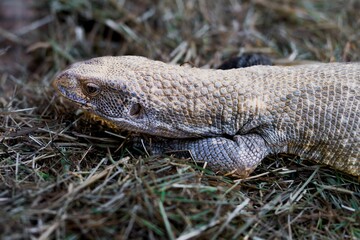 Closeup shot of a savannah monitor lizard on a grassy field