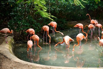 Flock of pink flamingos gather in a still body of water surrounded by lush vegetation