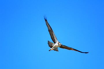 osprey in flight