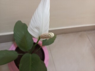 Spathiphyllum wallisii is the botanical name for pees lily,it is considered a popular household...