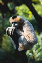 Close up of a monkey perched atop a sturdy tree branch