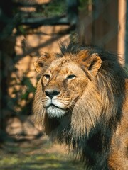 Majestic lion stands alone in its zoo enclosure.