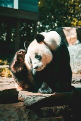 Cute panda bear lounging on a rocky surface, looking directly into the camera.