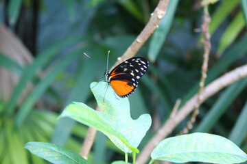 orange butterfly