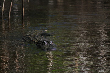 Alligator swimming in swamp,  