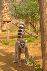 Fototapeta premium A lemur with bright orange eyes walks on the ground. Lemur catta