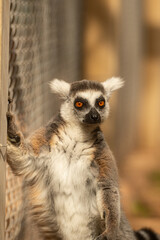 Fototapeta premium A portrait of a cute and funny lemur. Lemur catta
