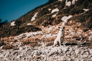 Stray dog sits on the side of a mountain, looking at the camera.
