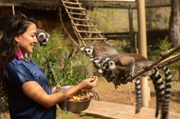 Lemur eating fruit from its carer's hand. Lemur catta