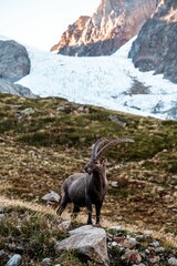 Alpine ibex stands on top of a grassy mountain slope, surrounded by a beautiful and serene landscape