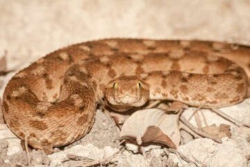 Close up of a saw scaled viper slithering through the wilderness in natural sunlight