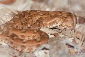 Close-up shot of a brown snake coiled atop a rocks and dry, autumn leaves in a rural field setting