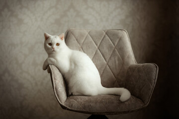 White British Shorthair cat sitting on a chair