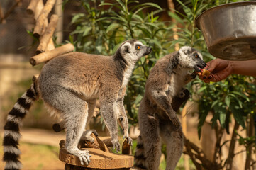 Lemur eating fruit from its carer's hand. Lemur catta