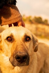 Young person is lovingly patting a friendly brown dog as they share a moment of companionship