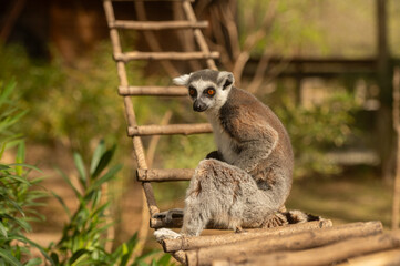 Fototapeta premium Picture of a cute and funny lemur sitting on a ladder. Lemur catta