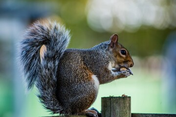 Close up of a brown squirrel perched atop a wooden post