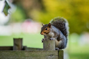 Close up of a brown squirrel perched atop a wooden post stares off into the distance