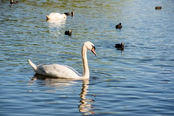 Swans and coots swimming in the lake