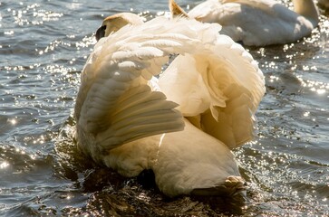 Close up of a majestic swan has its wings outstretched, swimming