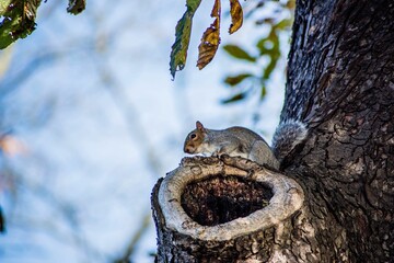 Close up shot of a small, bushy-tailed squirrel perched atop a tree trunk
