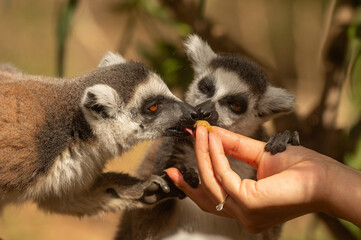 Fototapeta premium Cute and funny lemurs in the zoo eating fruit from the hands of the carer woman. Lemur catta