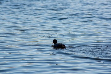 Coot swimming in the lake