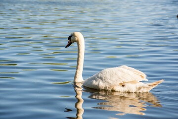 Graceful white swan swimming in the lake