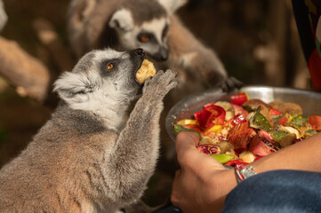 Cute and funny lemurs in the zoo eat fruit from the bowl in the hands of the carer woman. Lemur catta - obrazy, fototapety, plakaty