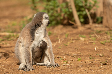 Fototapeta premium Cute lemur at the zoo breastfeeding her newborn baby in her arms. Lemur catta