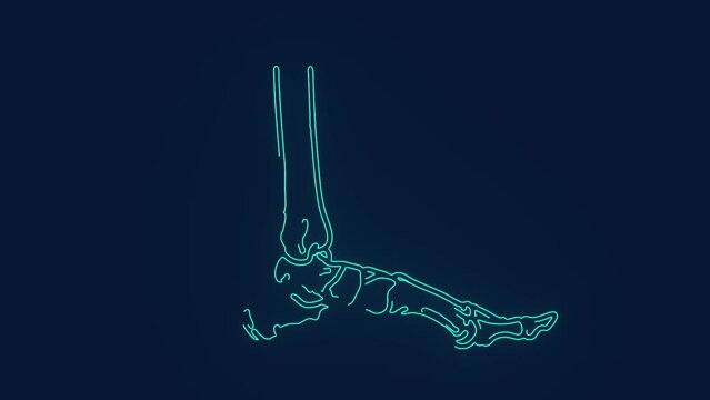 foot ankle bones human anatomy medical science animation