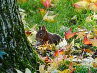 Fototapeta premium Cute and fluffy gray squirrel perched on a pile of golden autumn leaves