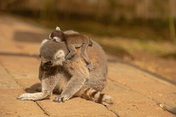 Fototapeta premium Baby lemur sleeping on its mother's back. Lemur catta