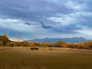 Horses graze in a lush green meadow with  mountains in the background in Colorado - obrazy, fototapety, plakaty