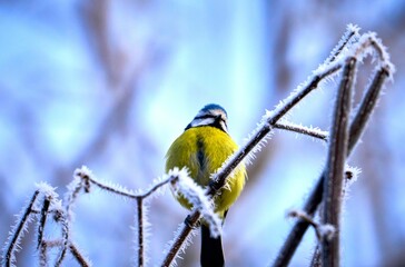 Blue tit perched on a frosty branch - obrazy, fototapety, plakaty