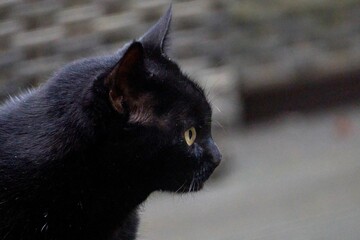 Closeup shot of a black cat - obrazy, fototapety, plakaty