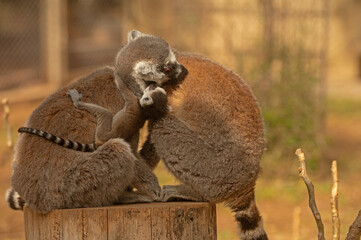 Fototapeta premium Cute photo of lemurs sitting on a log and baby lemur. Lemur catta
