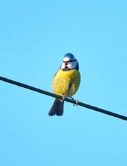 Blue tit perched on an electrical power line - obrazy, fototapety, plakaty
