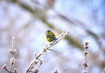 Blue tit perched on a frosty branch - obrazy, fototapety, plakaty