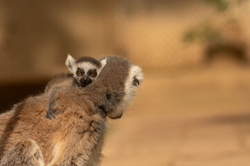 Fototapeta premium Cute baby lemur hugging his mum's neck, watching the surroundings. Lemur catta
