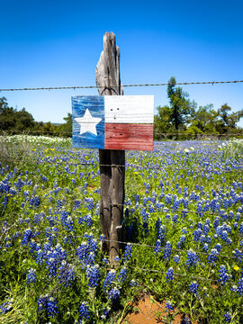 Profusion of Wildflowers, predominately Blue Bonnets on the roadsides during Texas in Spring